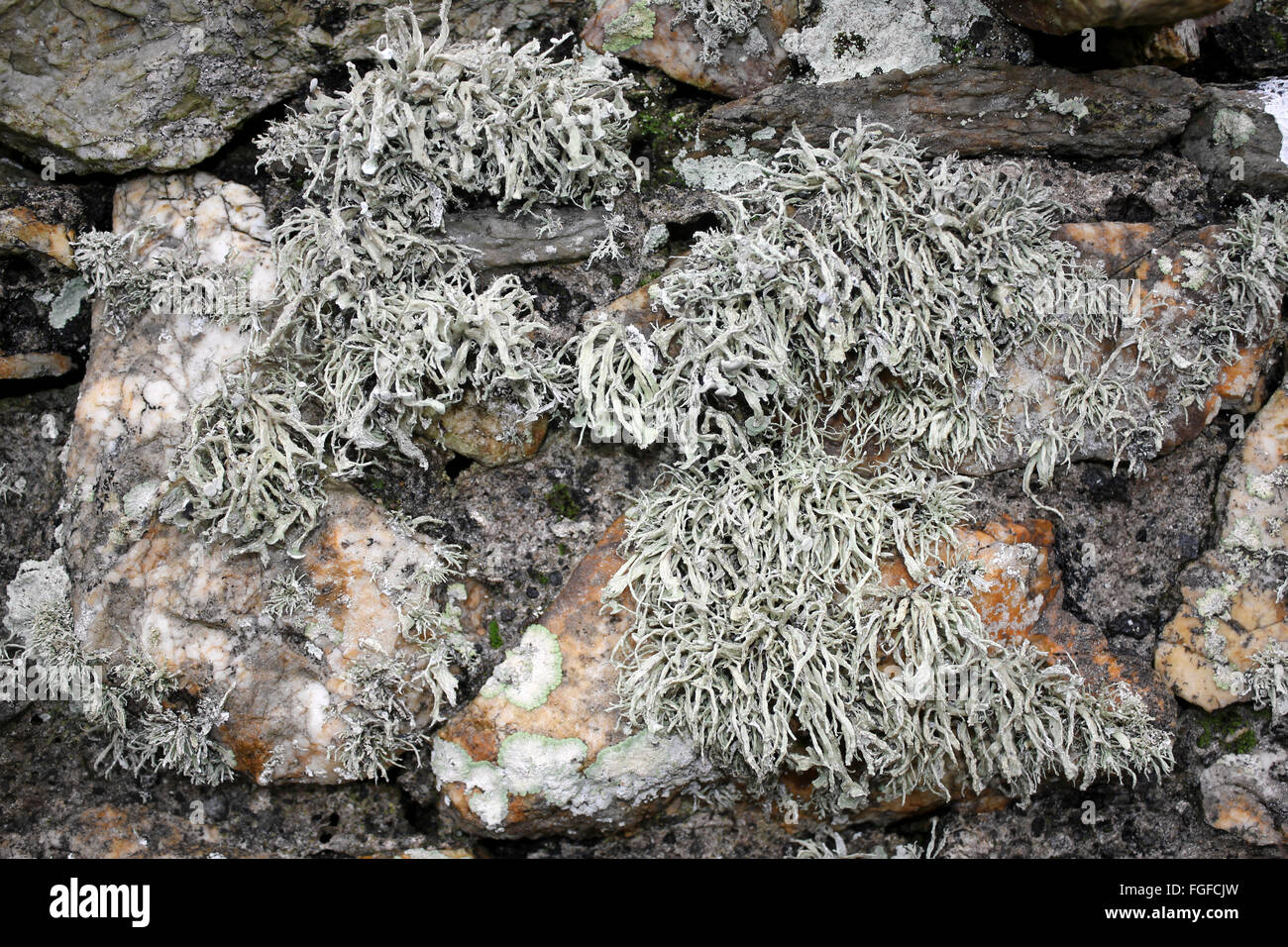 Sea Ivory Lichen Ramalina siliquosa Stock Photo