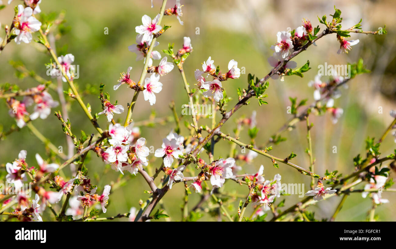 An almond flowers in spring Stock Photo