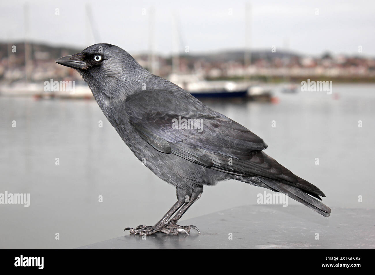 Jackdaw Corvus monedula Beside the Harbour At Conwy, Wales Stock Photo