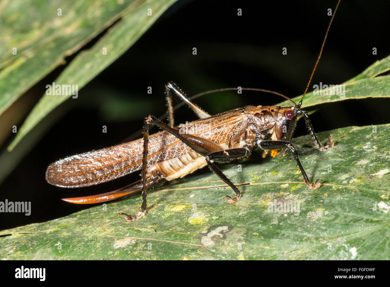 Large female bush cricket with ovopositor and orange mouthparts. In the rainforest, Pastaza province, Ecuador Stock Photo