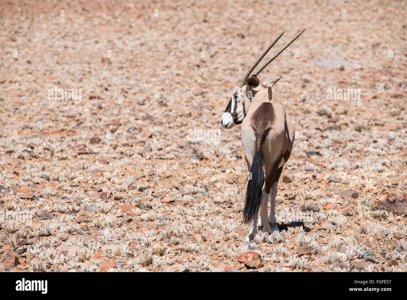Rear view of an oryx looking off to the left in the Namib Desert Stock Photo