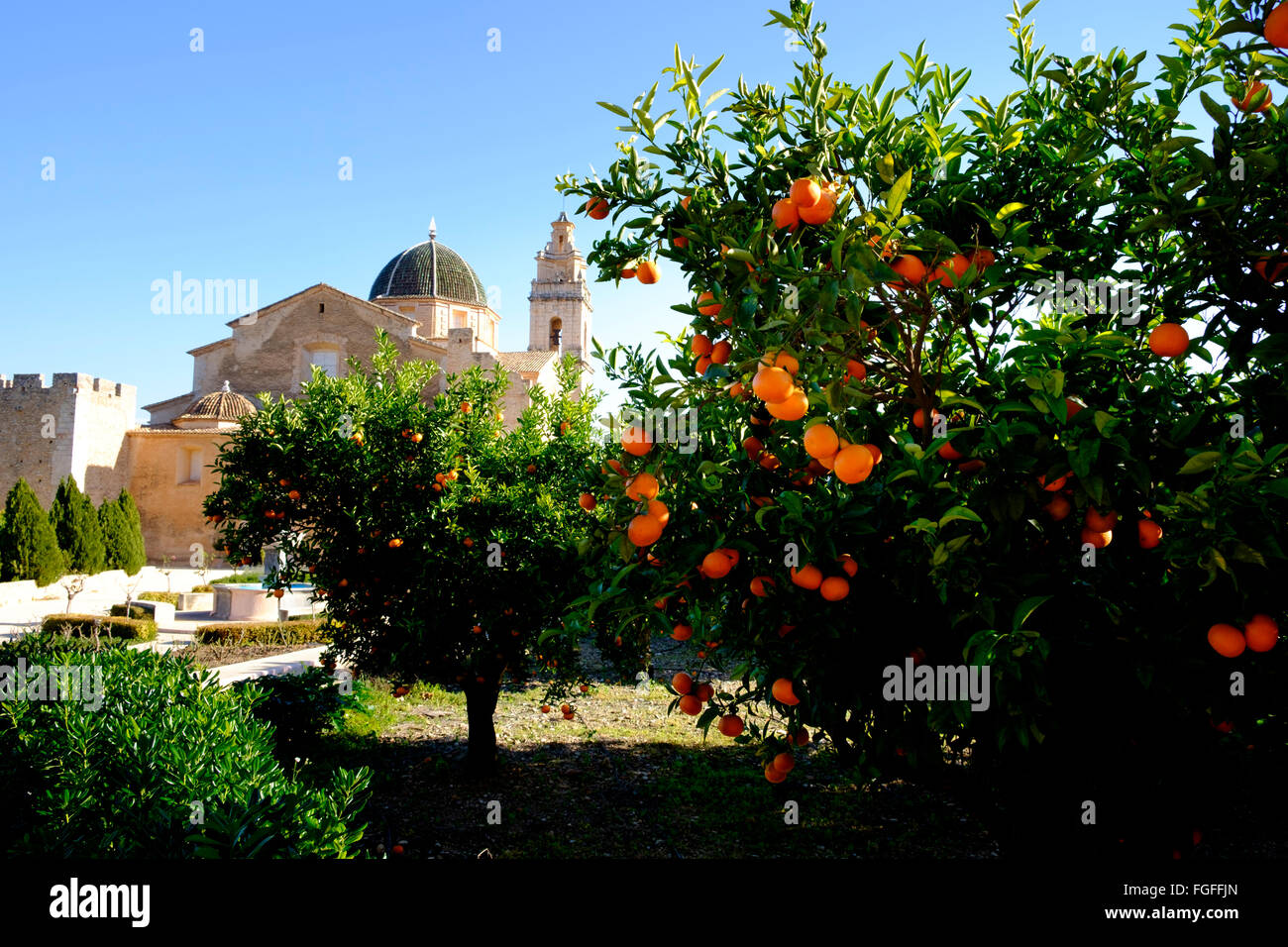 Ripe orange tree and the Cistercian Monastery of Saint Mary of Valldigna in Simat Spain Stock Photo