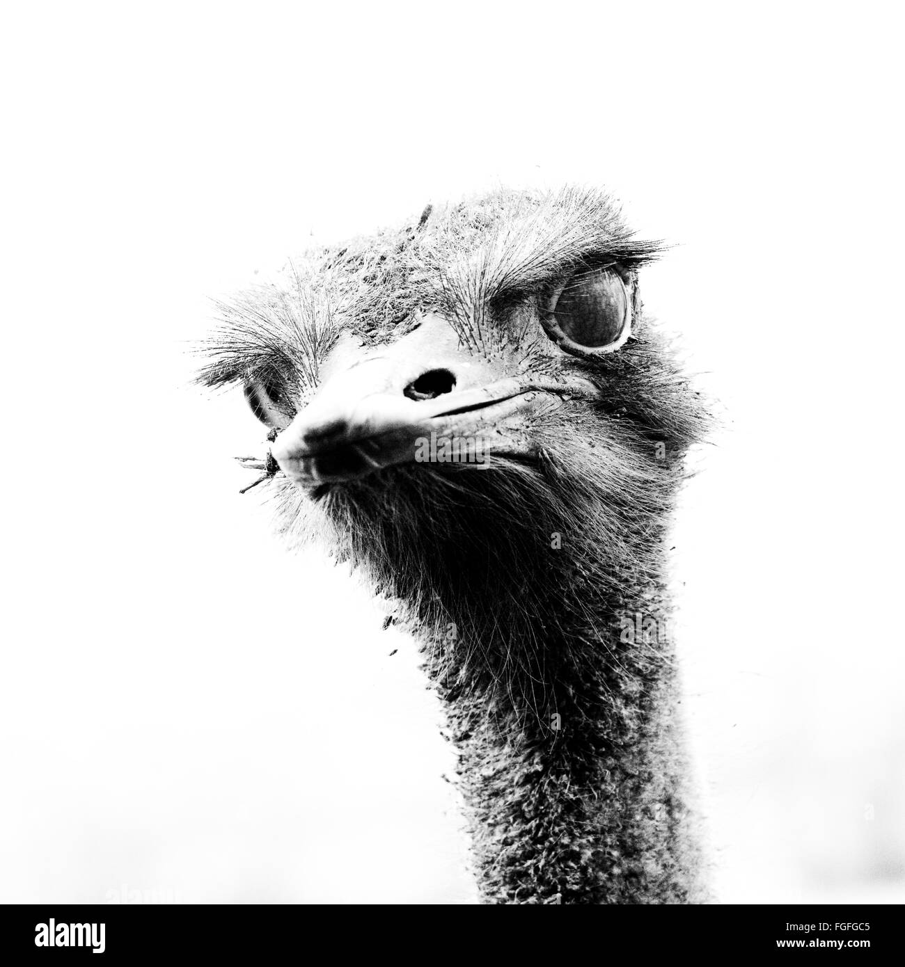 common ostrich head Stock Photo