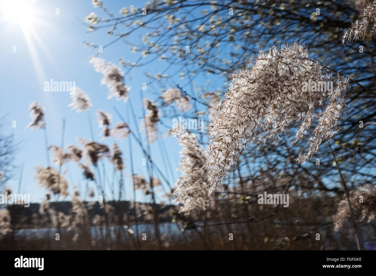 Reeds in a lake Stock Photo Alamy