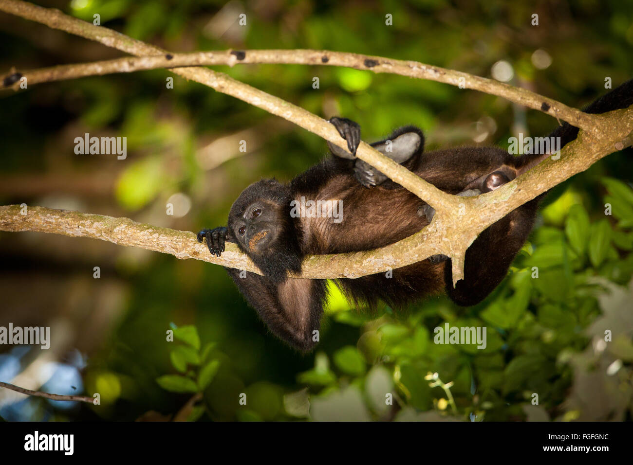 Coiba Howler Monkey, Alouatta coibensis, inside the rainforest at Coiba national park, Pacific ocean, Republic of Panama, Central America Stock Photo