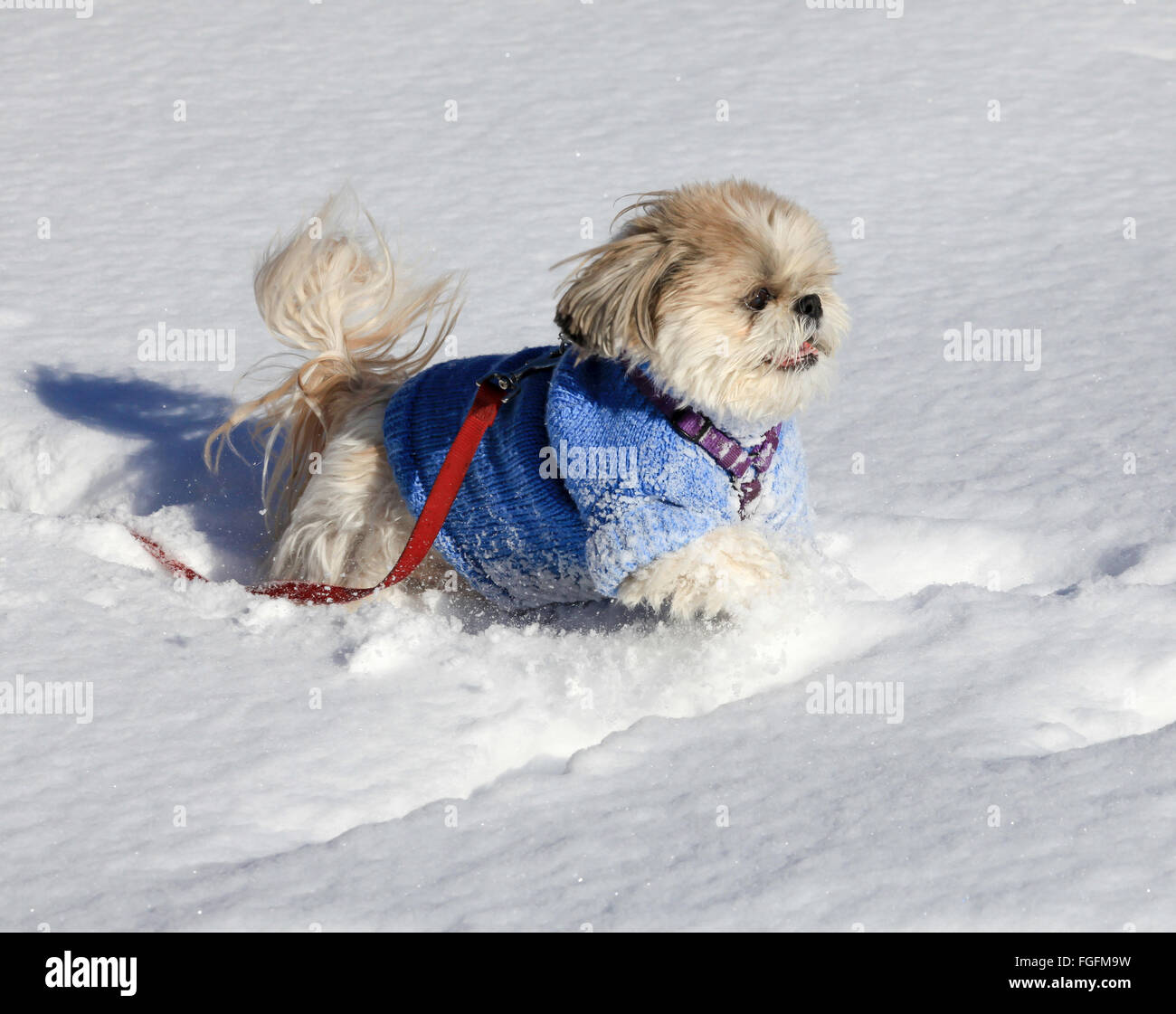 shih tzu booties