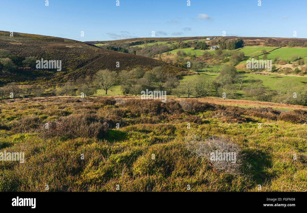 North York Moors National Park on a sunny morning with view of rolling landscape and heather, and trees near Westerdale. Stock Photo