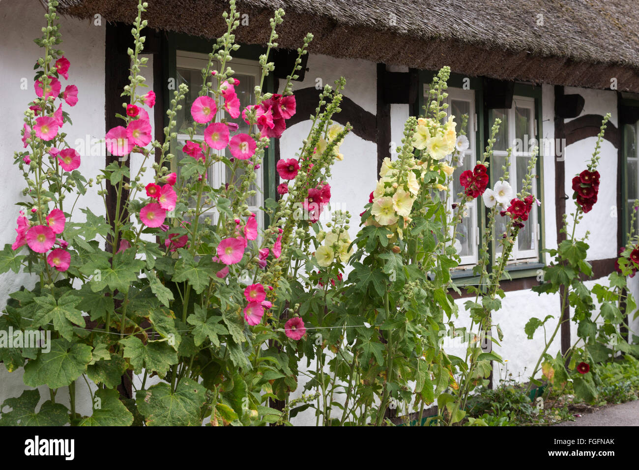 Hollyhocks in front of traditional Swedish thatched cottage, Arild, Kulla Peninsula, Skåne, South Sweden, Sweden, Europe Stock Photo