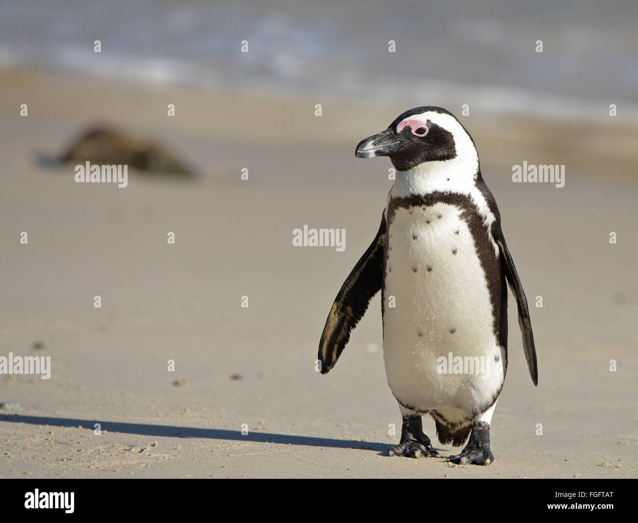 African penguin (Spheniscus demersus) on Boulders Beach near Cape Town, South Africa Stock Photo