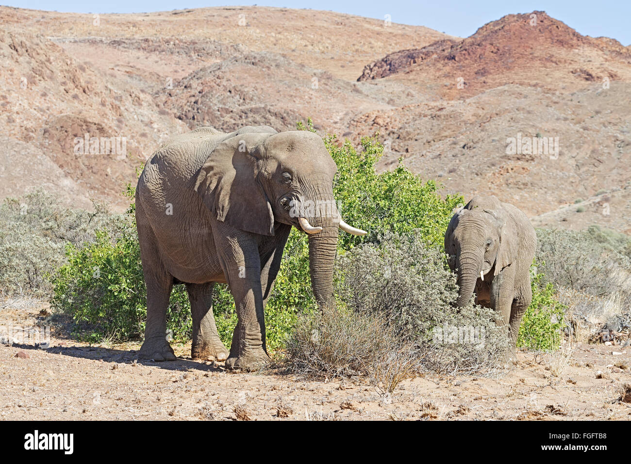 Damaraland elephants adapted to the desert feeding on leaves on bushes Stock Photo