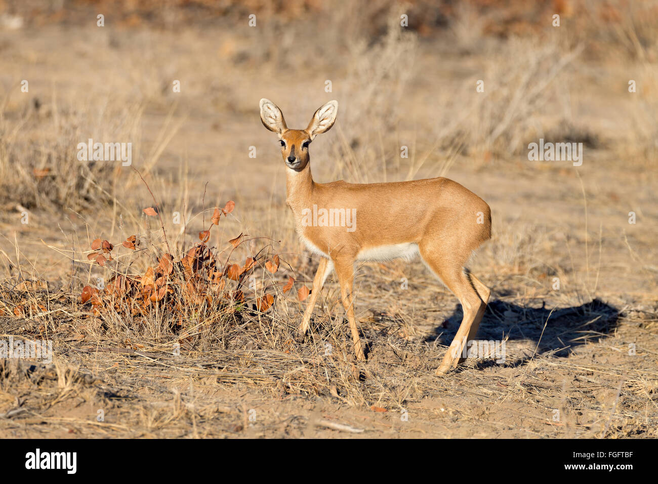 Female steenbok antelope in Etosha National Park, Namibia Stock Photo