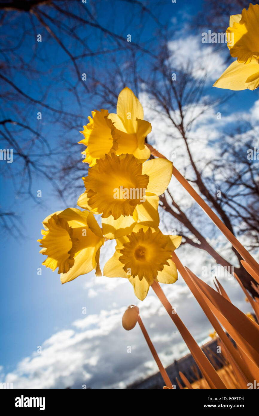 Daffodil in sun hires stock photography and images Alamy