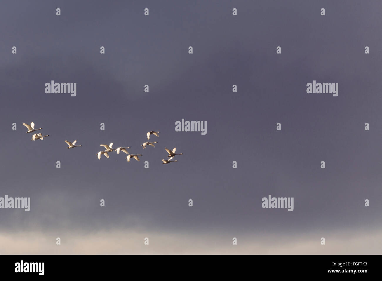 Flock of swans in flight against cloudy sky Stock Photo