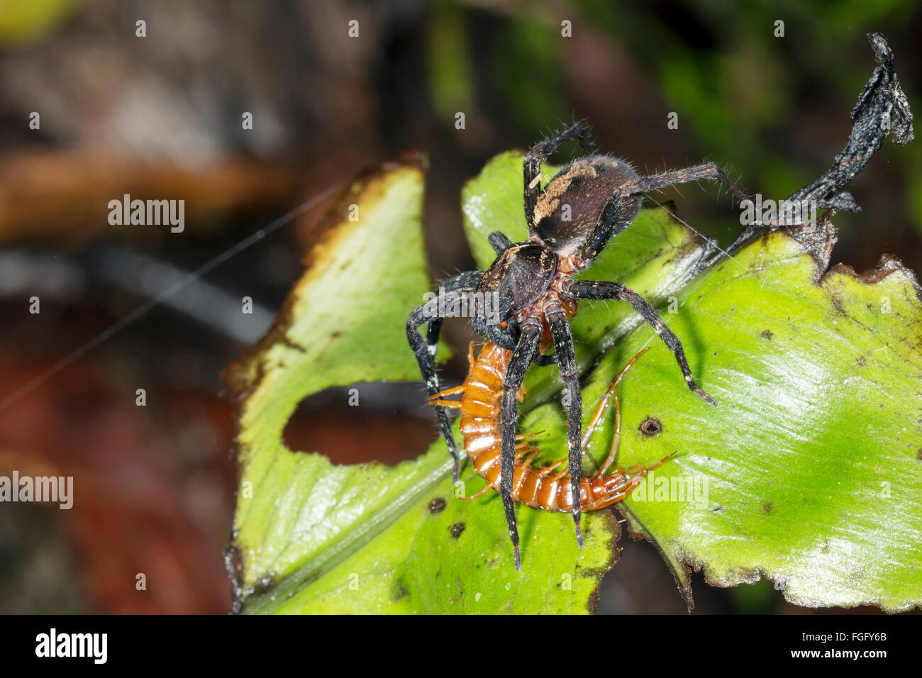 A large wandering spider (family Ctenidae) feeding on a centipede in ...
