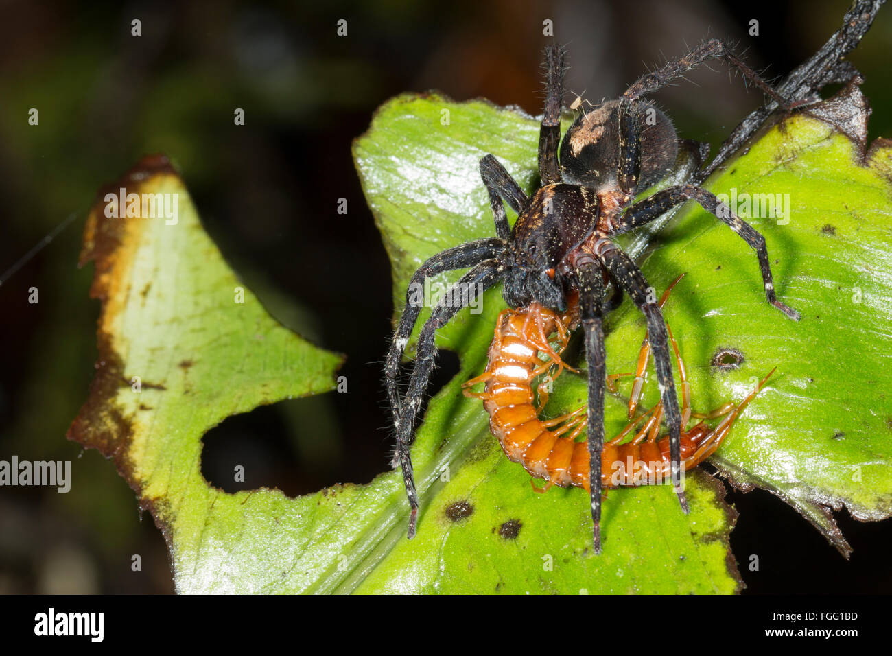 A large wandering spider (family Ctenidae) feeding on a centipede in ...