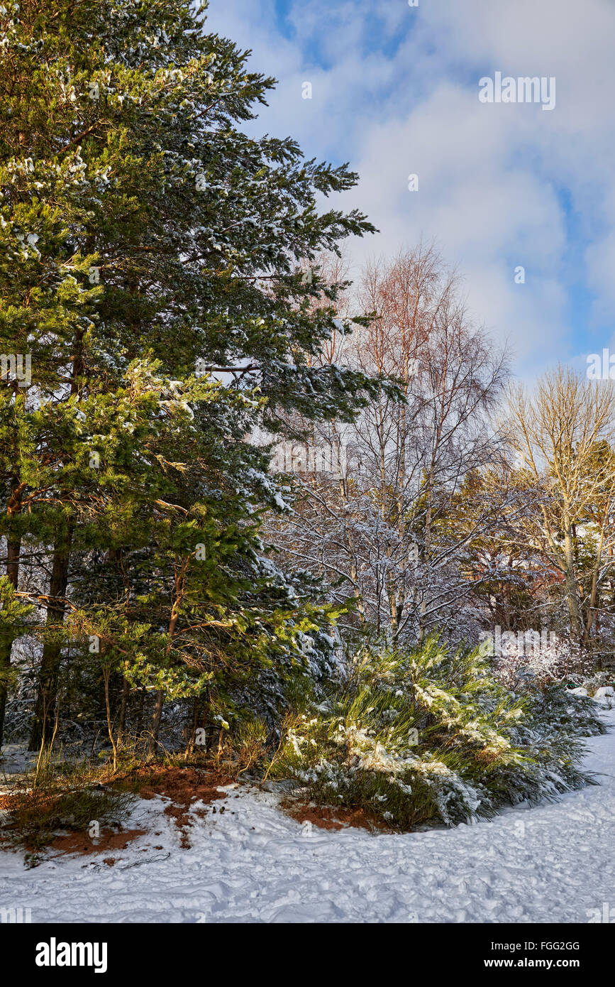 Loch Morlich (Scottish Gaelic, Loch Mhùrlaig) is a freshwater loch in