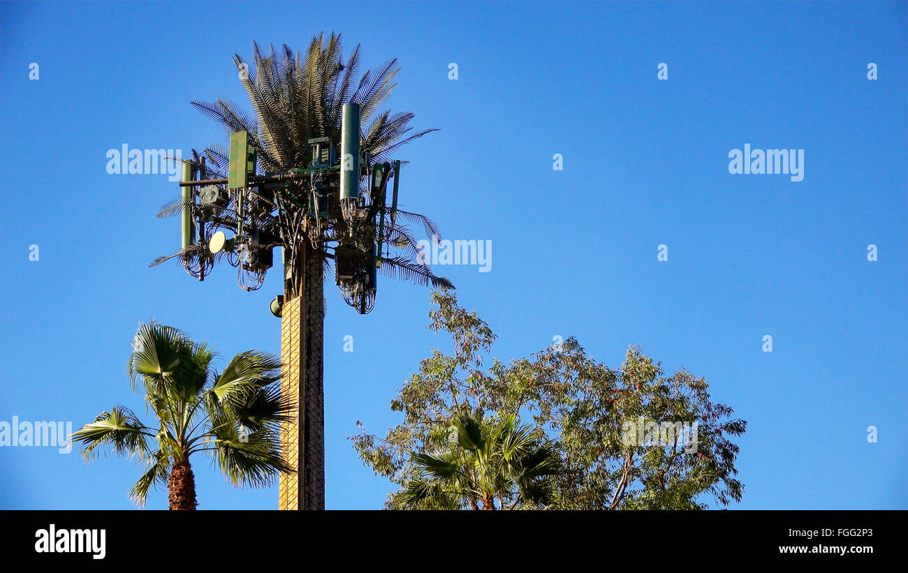 A cell tower is camouflaged to look like a palm tree so that it blends into its surroundings Stock Photo