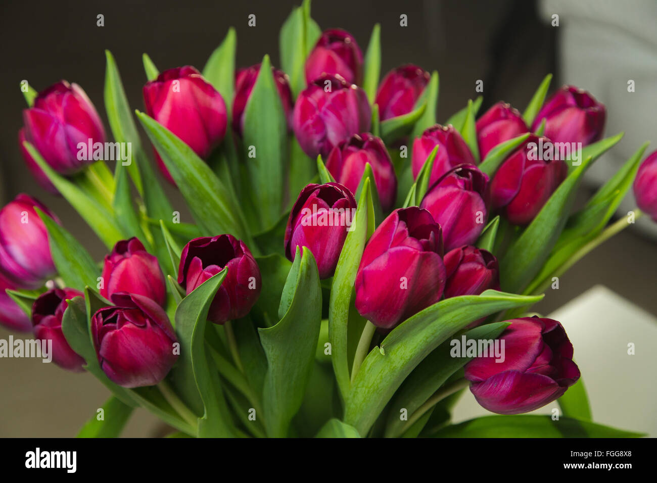 Bouquet of pink tulips in an interior on dark background Stock Photo ...