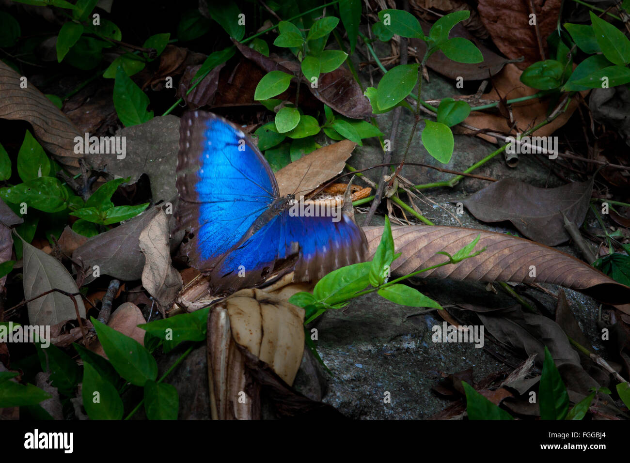 Blue Morpho butterfly, Morpho peleides, in the rainforest of Metropolitan park, Panama City, Republic of Panama. Stock Photo
