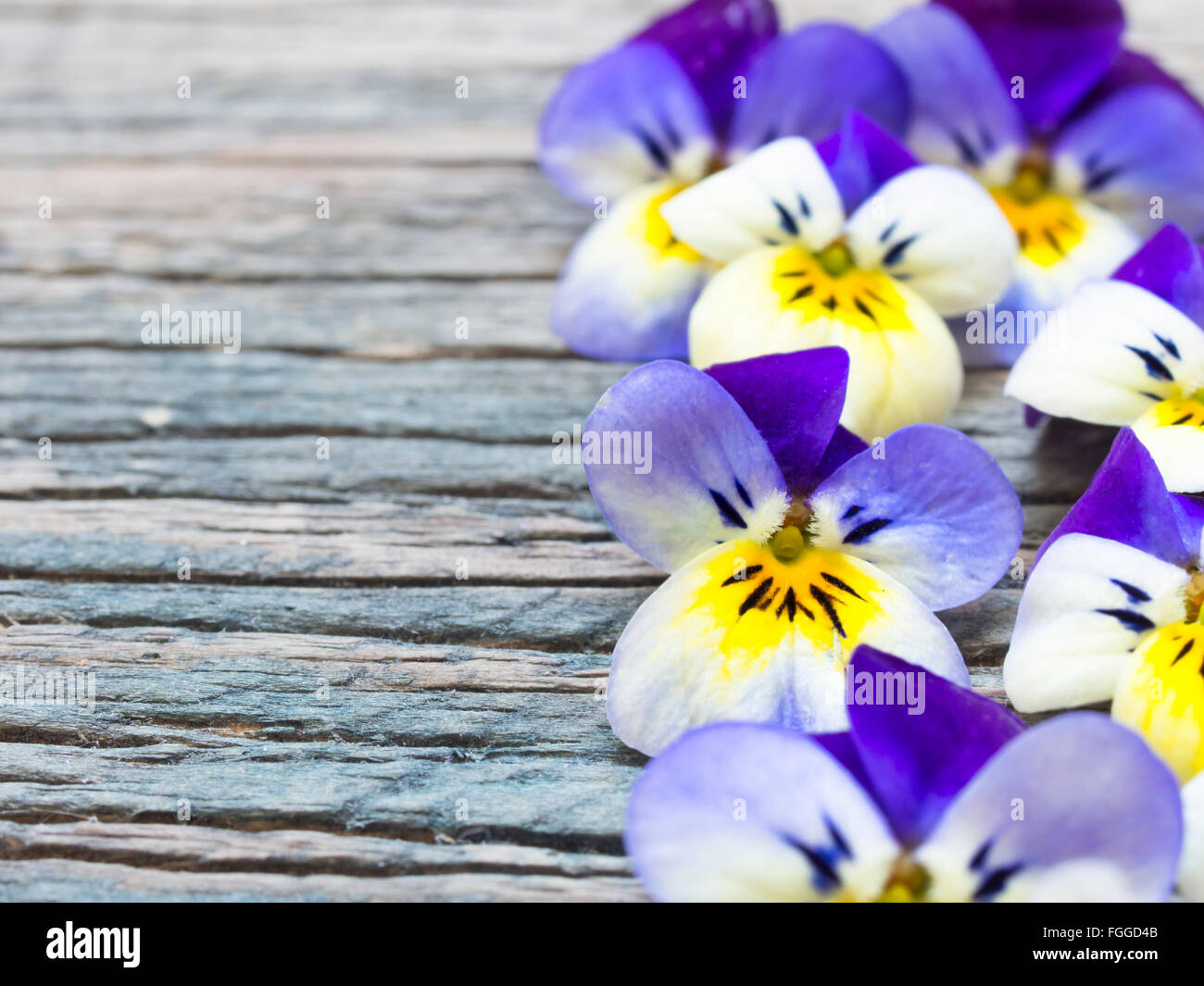 wild violets background Stock Photo