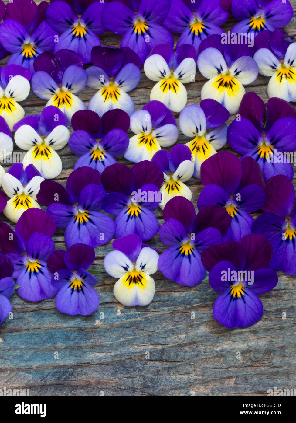 wild violets background Stock Photo