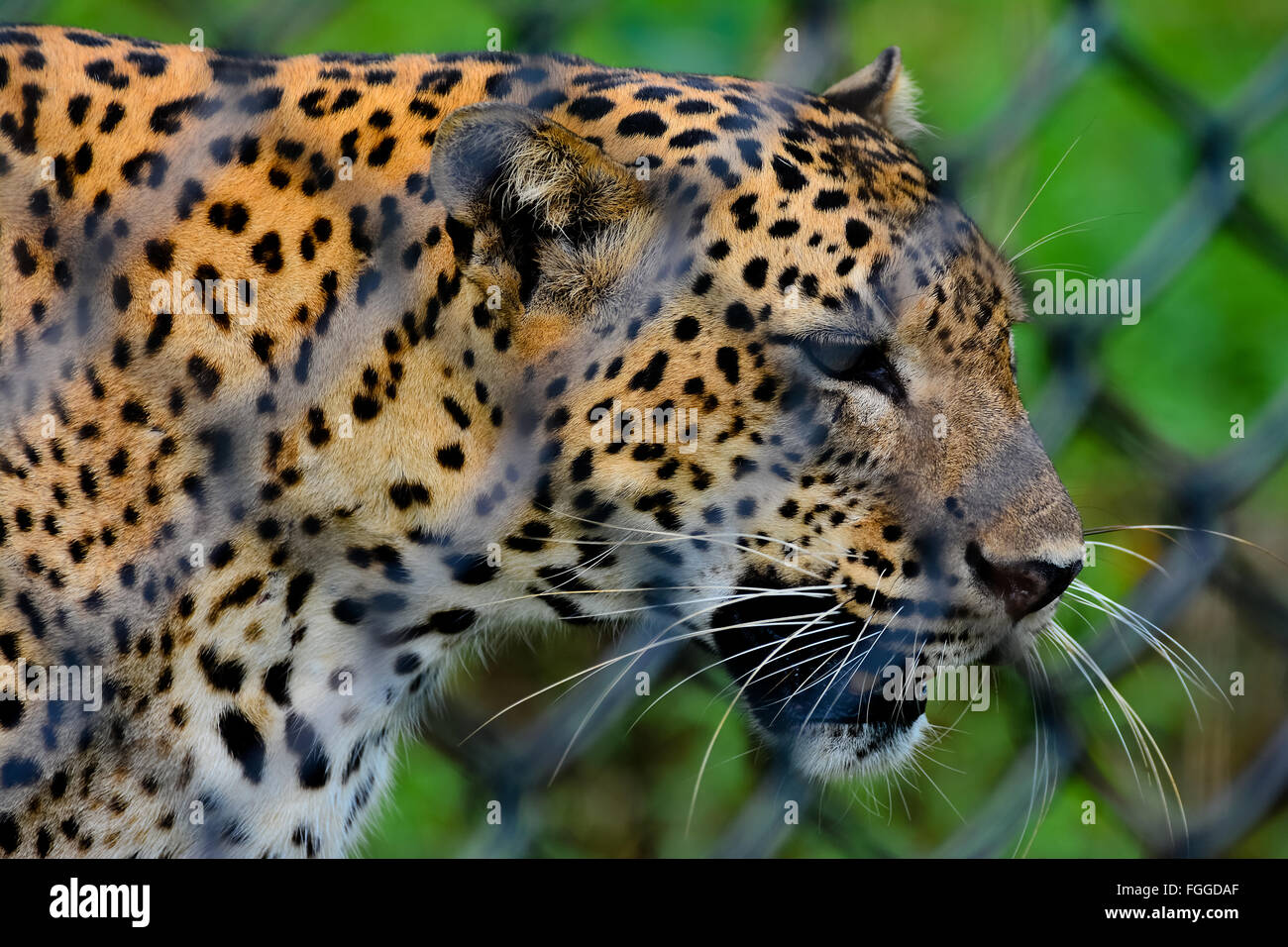 Sri Lankan Endemic Leopard At Pinnawala Open Air Zoo In Sri Lanka Stock ...