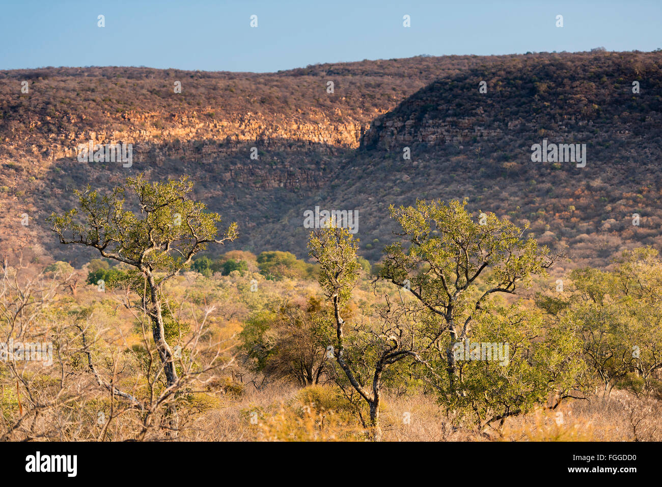 Scenic view of the African bush in rural Botswana, Africa Stock Photo