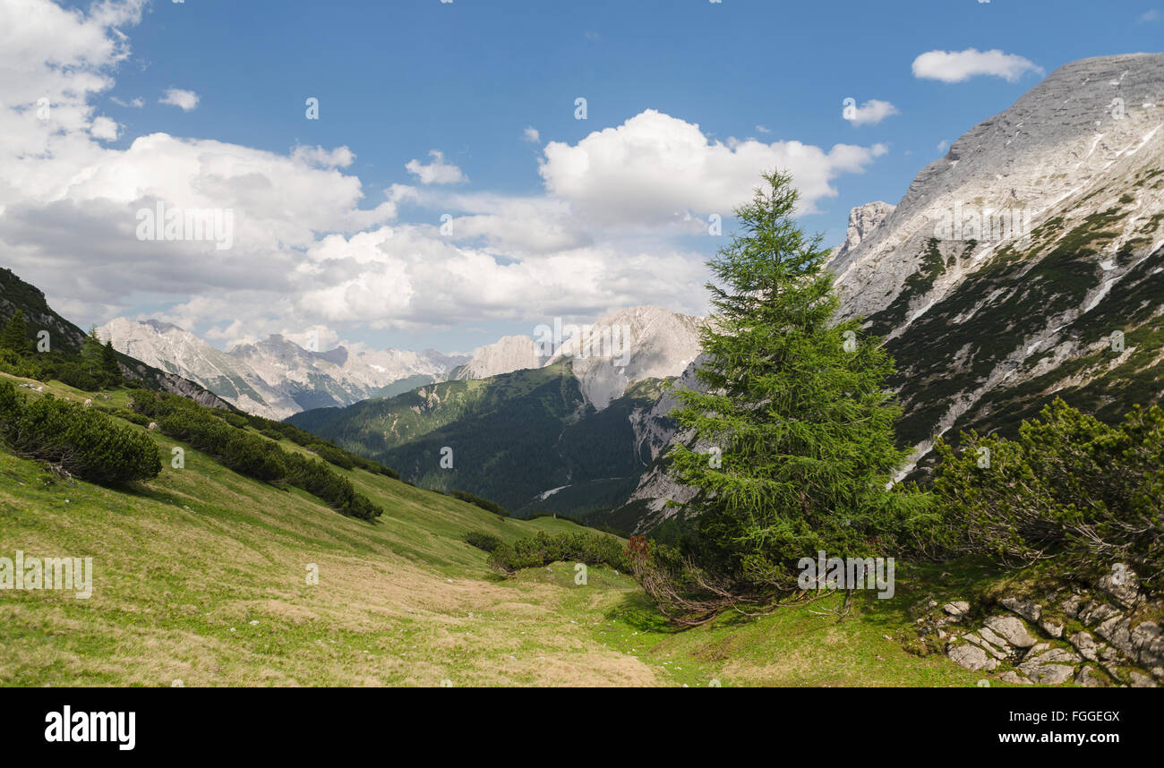 Pine trees at Erlalm alp pasture with cliffs and Karwendel mountains near Innsbruck,Tirol,Austria Stock Photo