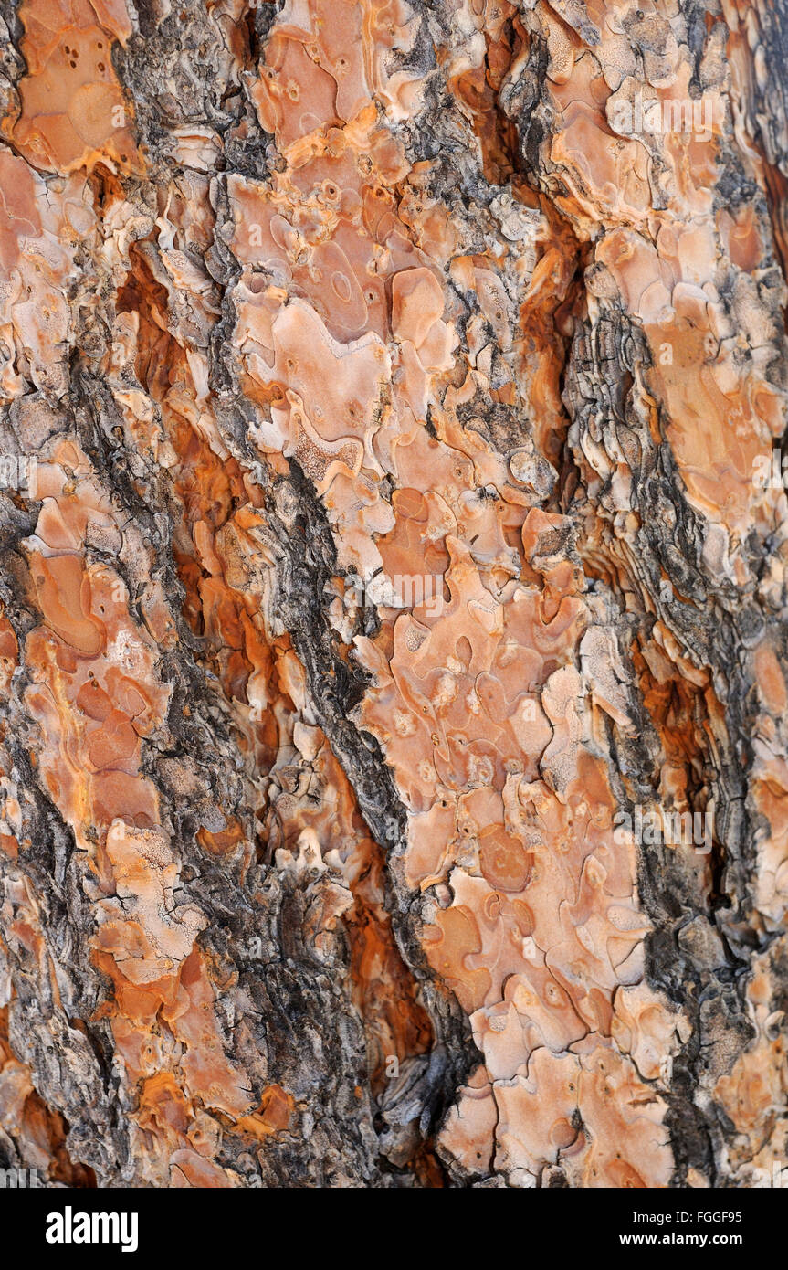 Ponderosa pine tree bark Stock Photo