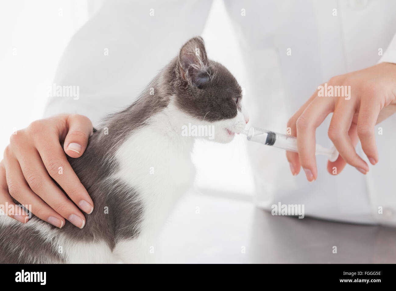 Vet doing injection at a cute kitten Stock Photo Alamy