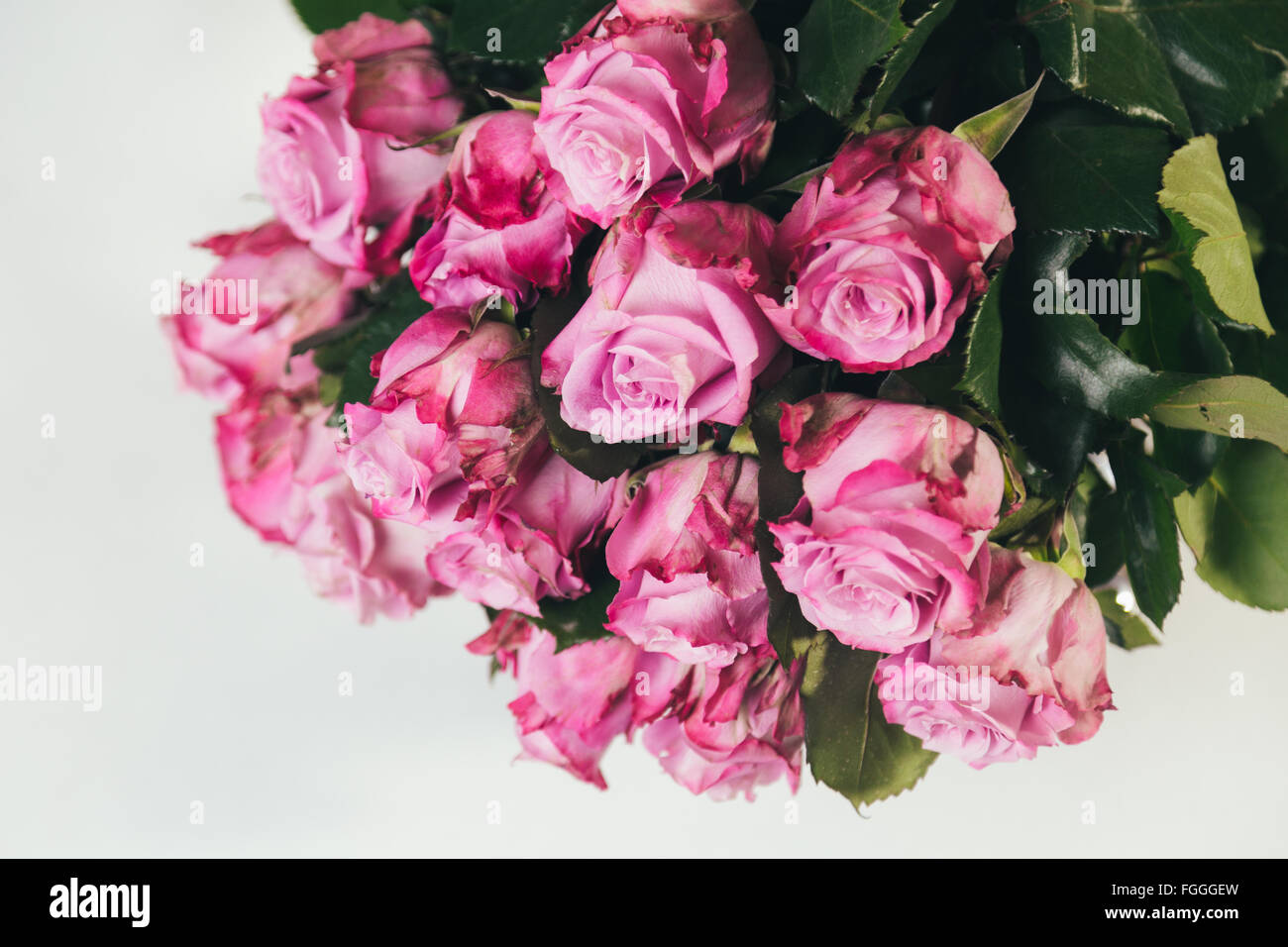 Bouquet of pink roses upsidedown isolated on white background Stock