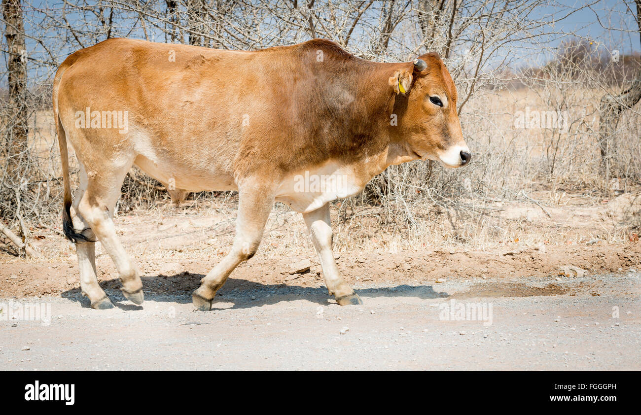 Botswana beef cattle rural Botswana, Africa Stock Photo Alamy