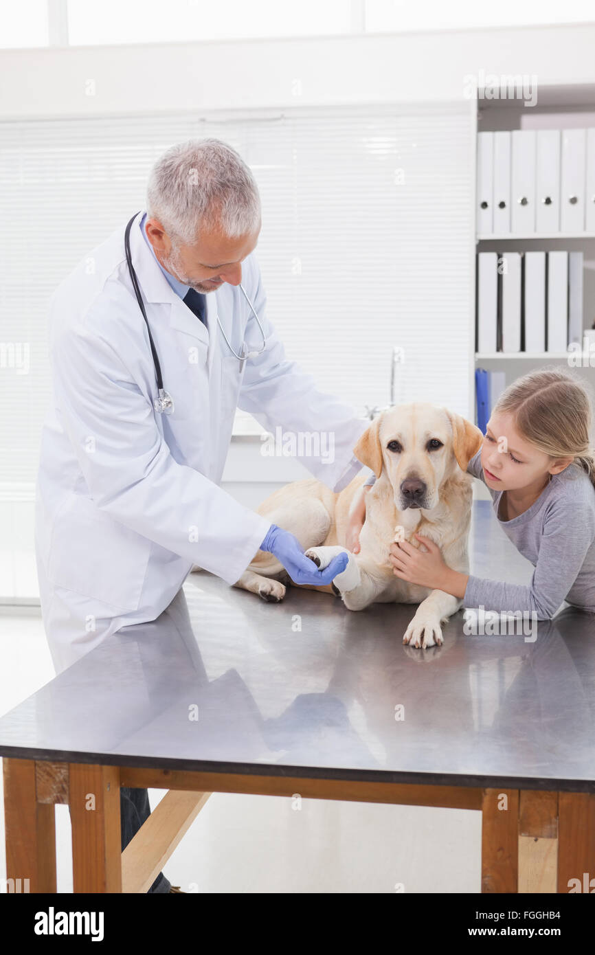 Vet examining a dog with its owner Stock Photo - Alamy