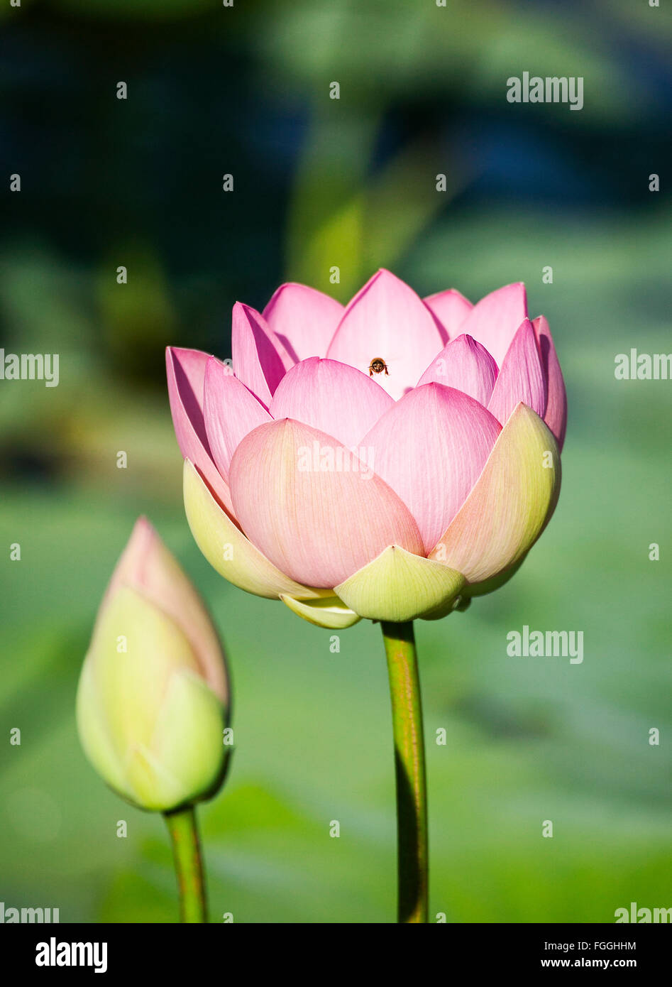 A small bee is hovering over a pink lily pad (lotus) blossom in a pond. Stock Photo