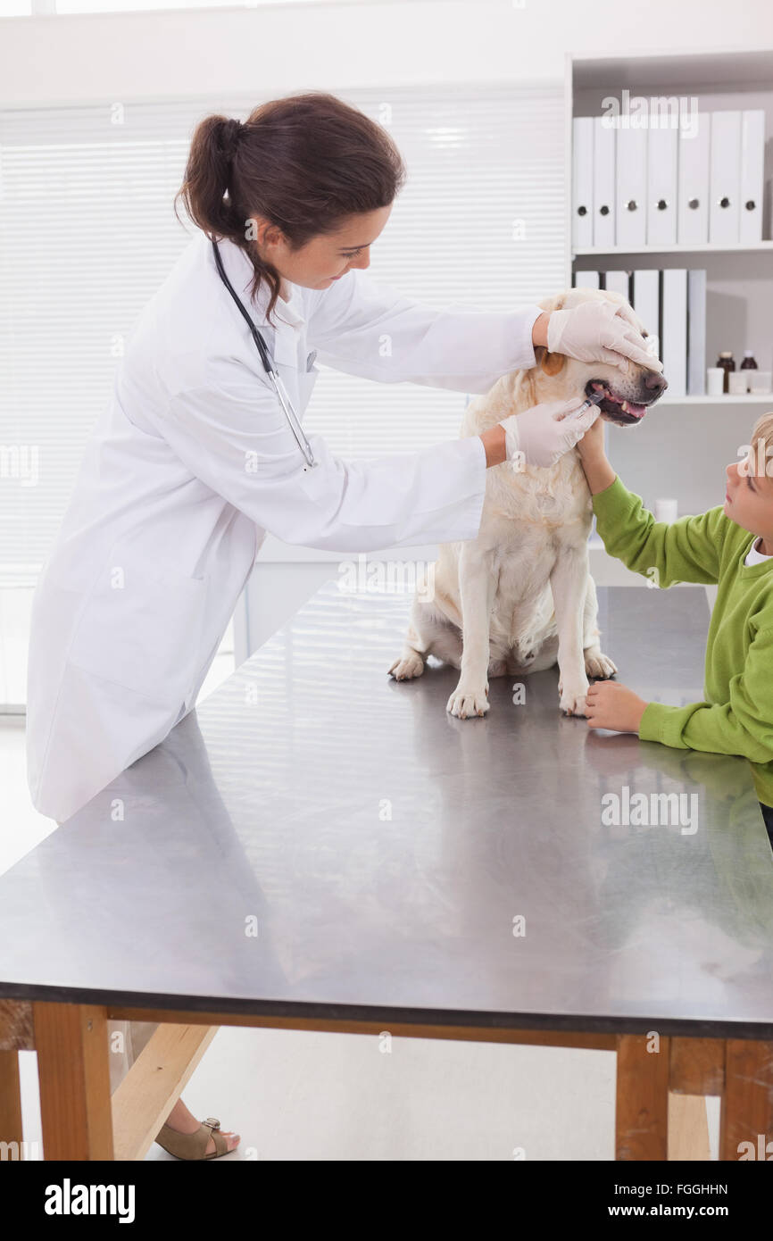 Vet examining a dog with its owner Stock Photo - Alamy
