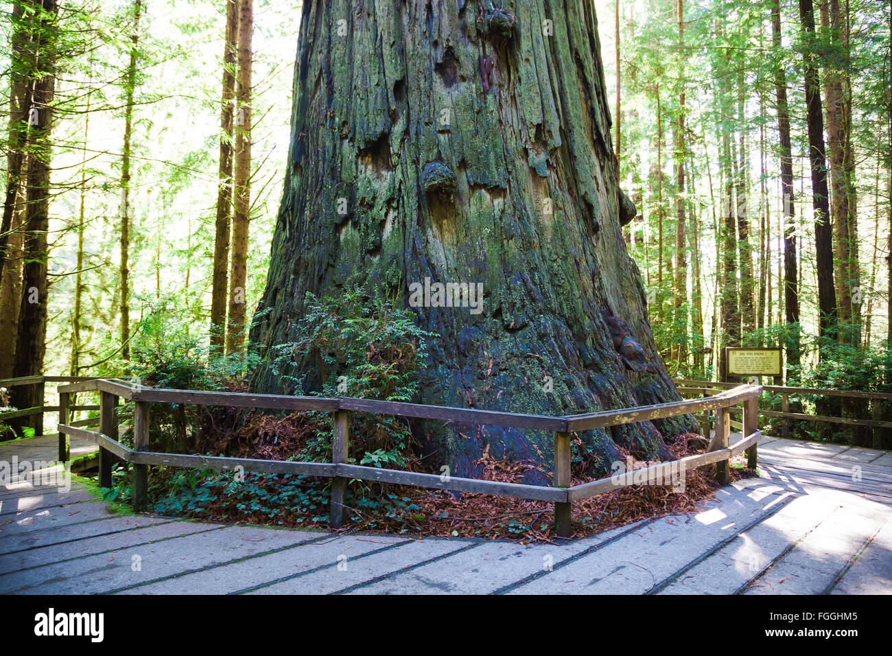 Massive sequoia redwood tree in the Redwoods National Forest in California. Stock Photo