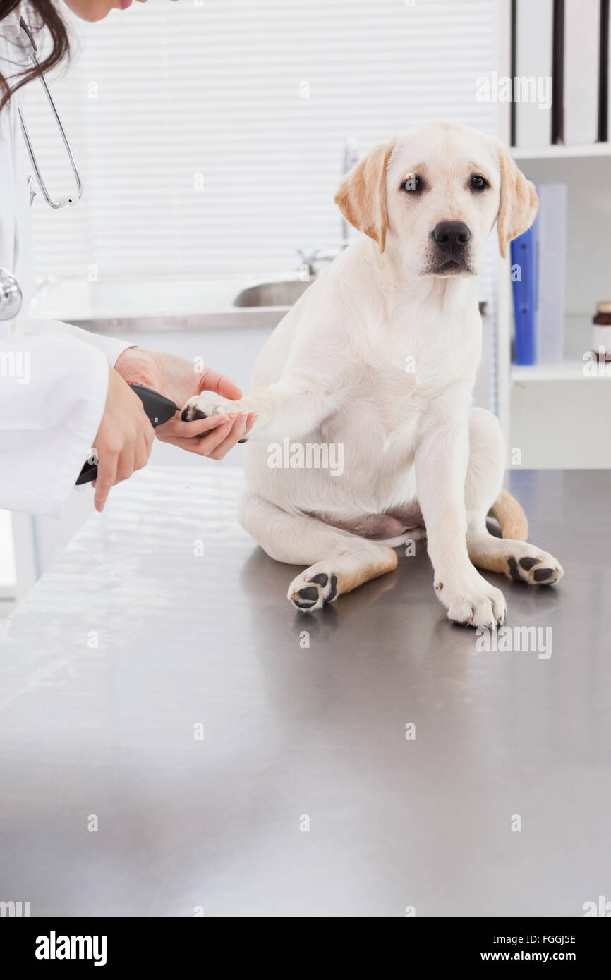 Vet using nail clipper on a labrador Stock Photo Alamy