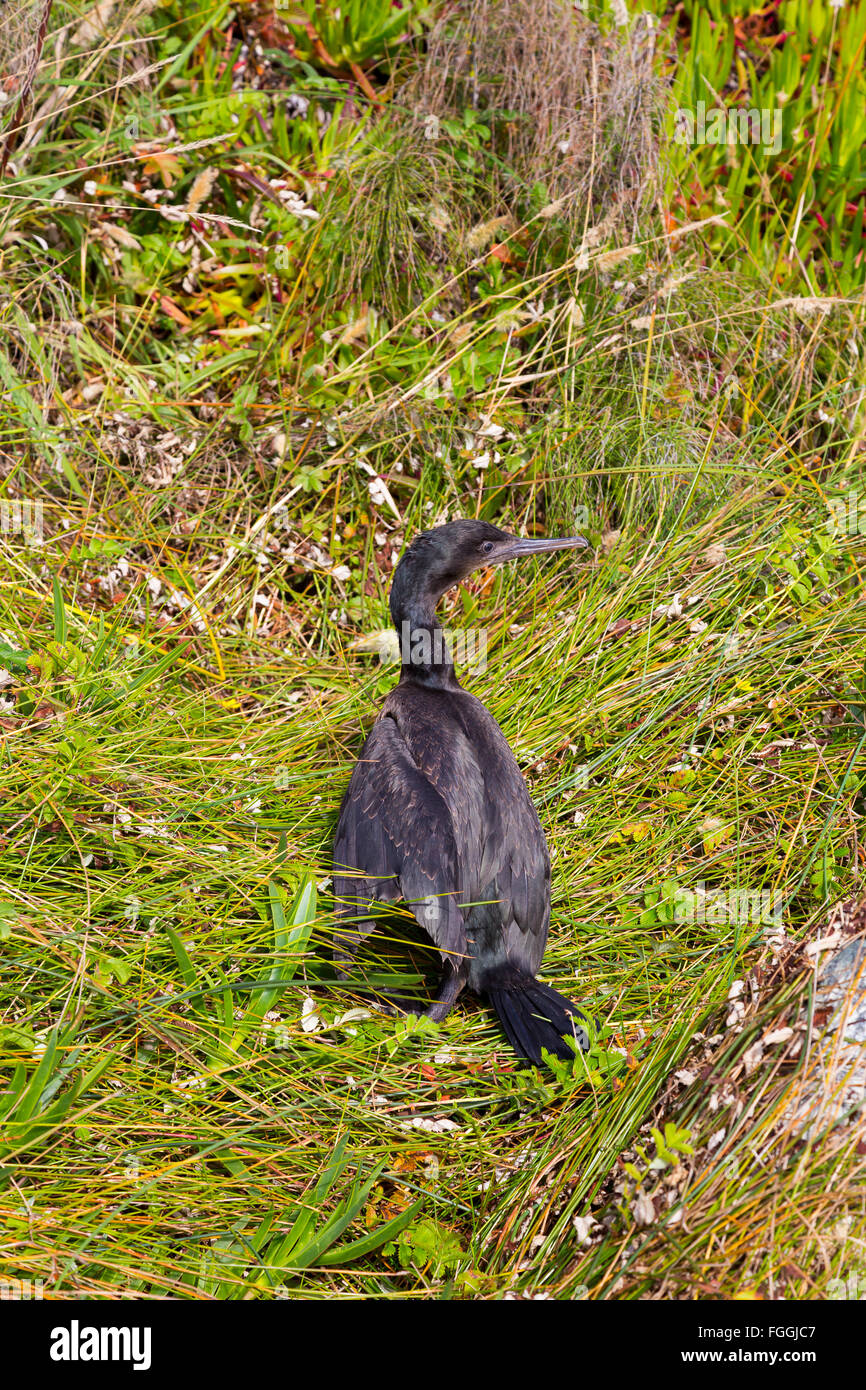 Hurt waterfowl bird with a broken wing on the beach in some dune grass. Stock Photo