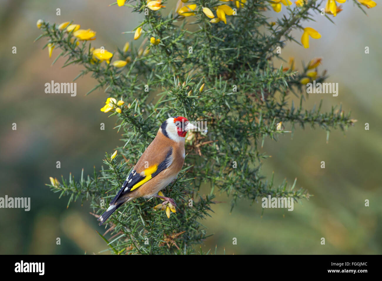 Goldfinch Carduelis carduelis  perched on flowering gorse Stock Photo