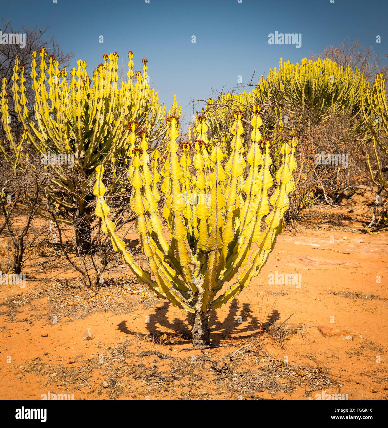 Desert cactus (Euphorbia ingels) known as Candelabra Tree Cactus in rural Botswana, Africa Stock Photo