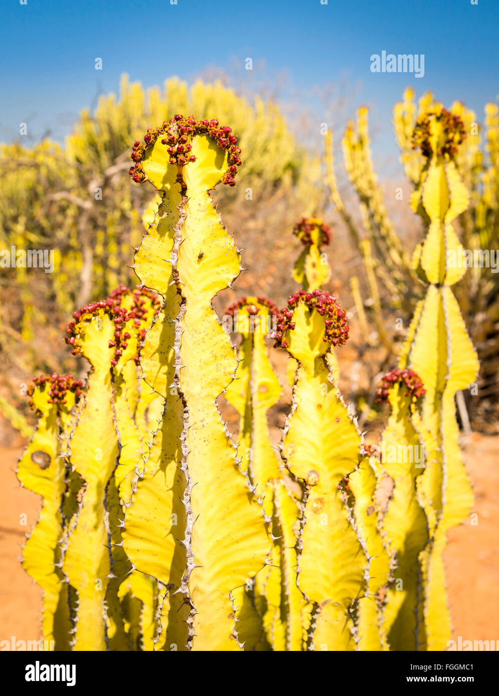 Desert cactus (Euphorbia ingels) known as Candelabra Tree Cactus in