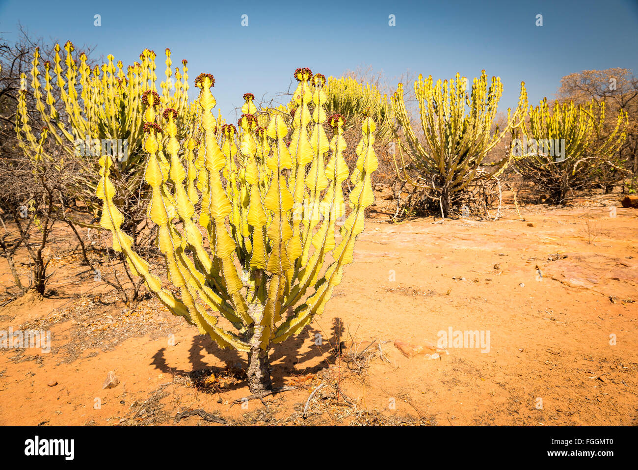 Desert cactus (Euphorbia ingels) known as Candelabra Tree Cactus in rural Botswana, Africa Stock Photo