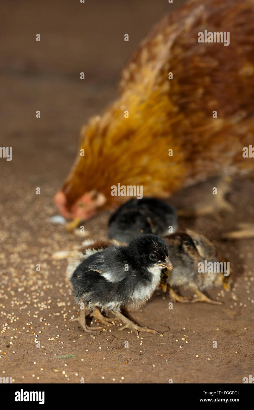 Hen with chicks scratching around for food on a dirt yard, Uganda. Stock Photo