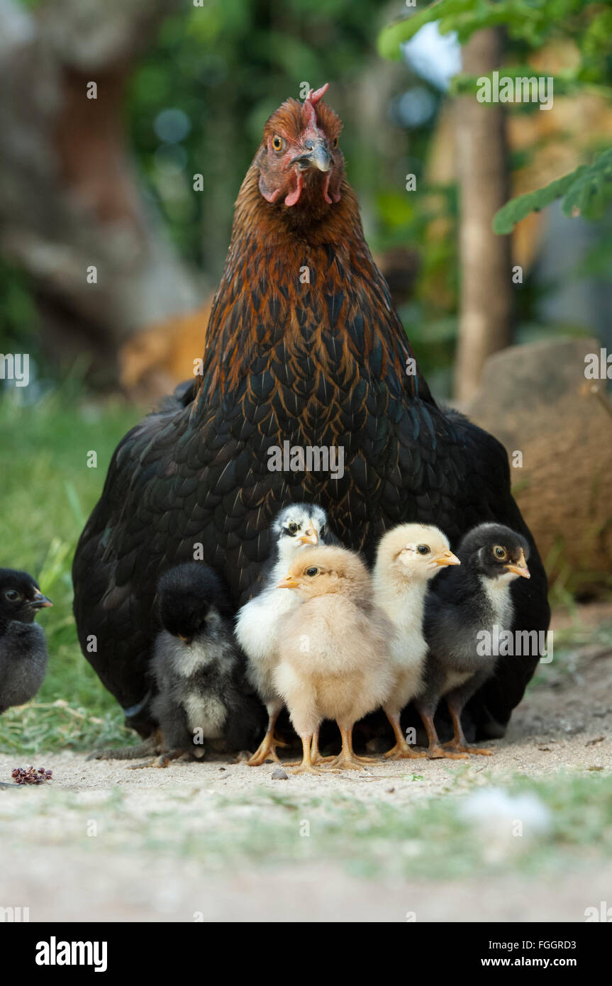 Mother hen with young chicks hiding under her. Uganda. Stock Photo