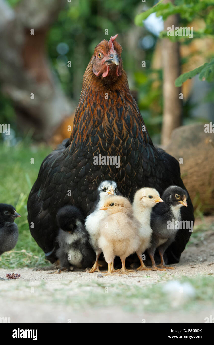 Chicken Mommy Offspring Stock Photo 554697004