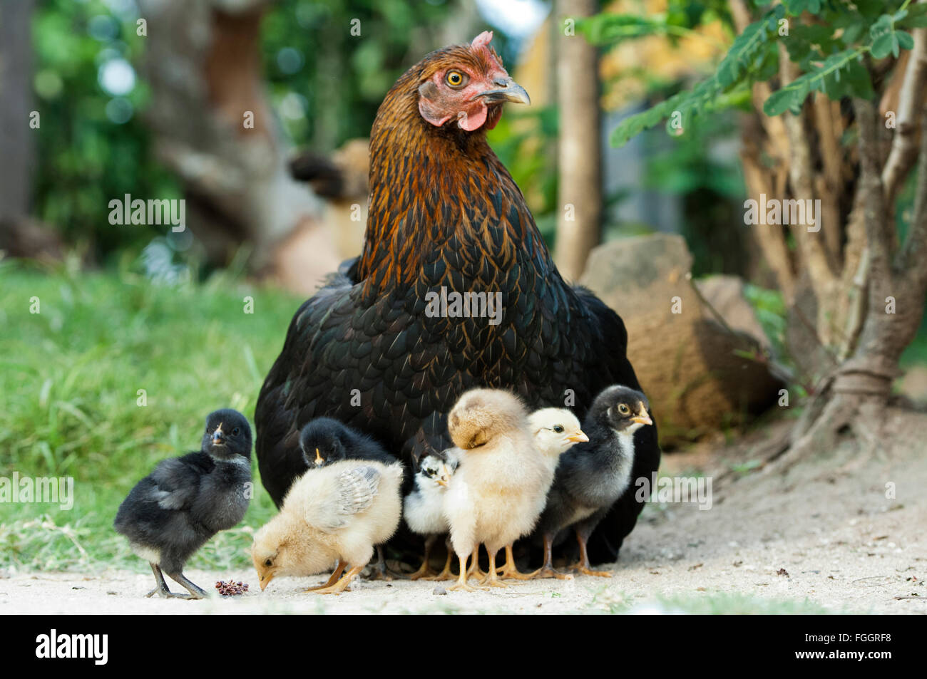 Mother hen with young chicks hiding under her. Uganda. Stock Photo
