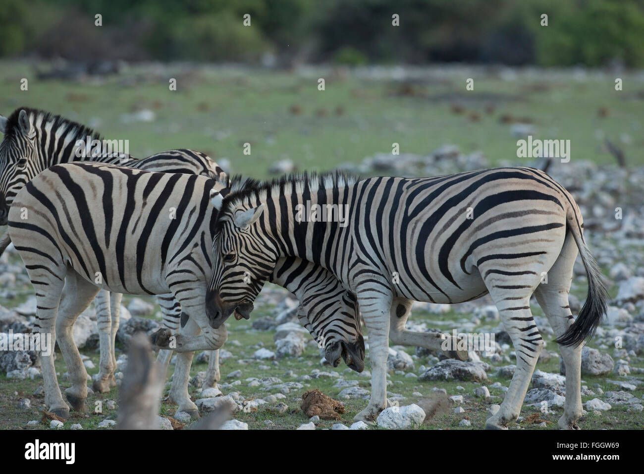 Zebra , two animals sparring Stock Photo