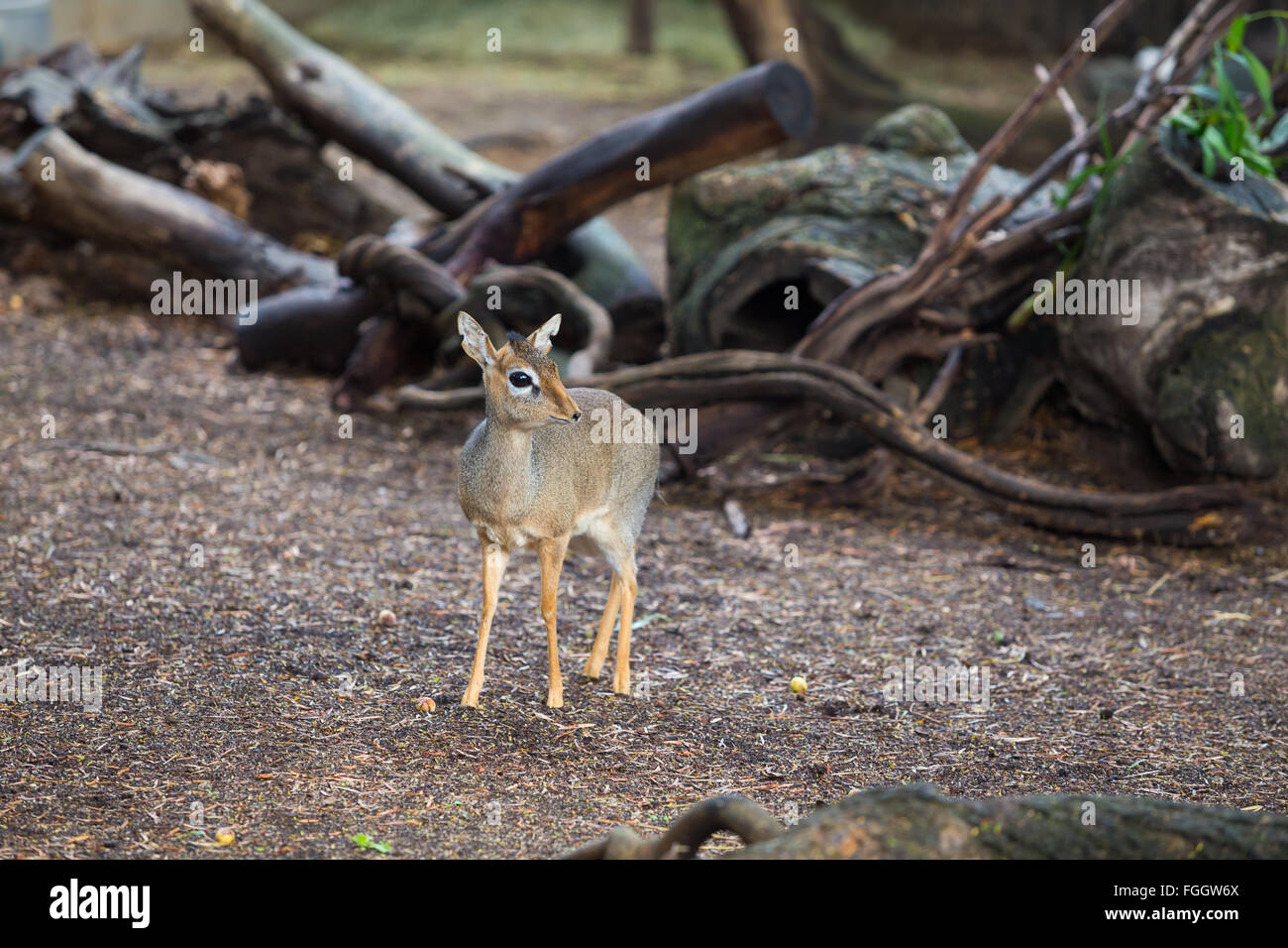 Miniature African Deer fawn on some wood chips watching out for predators. Stock Photo
