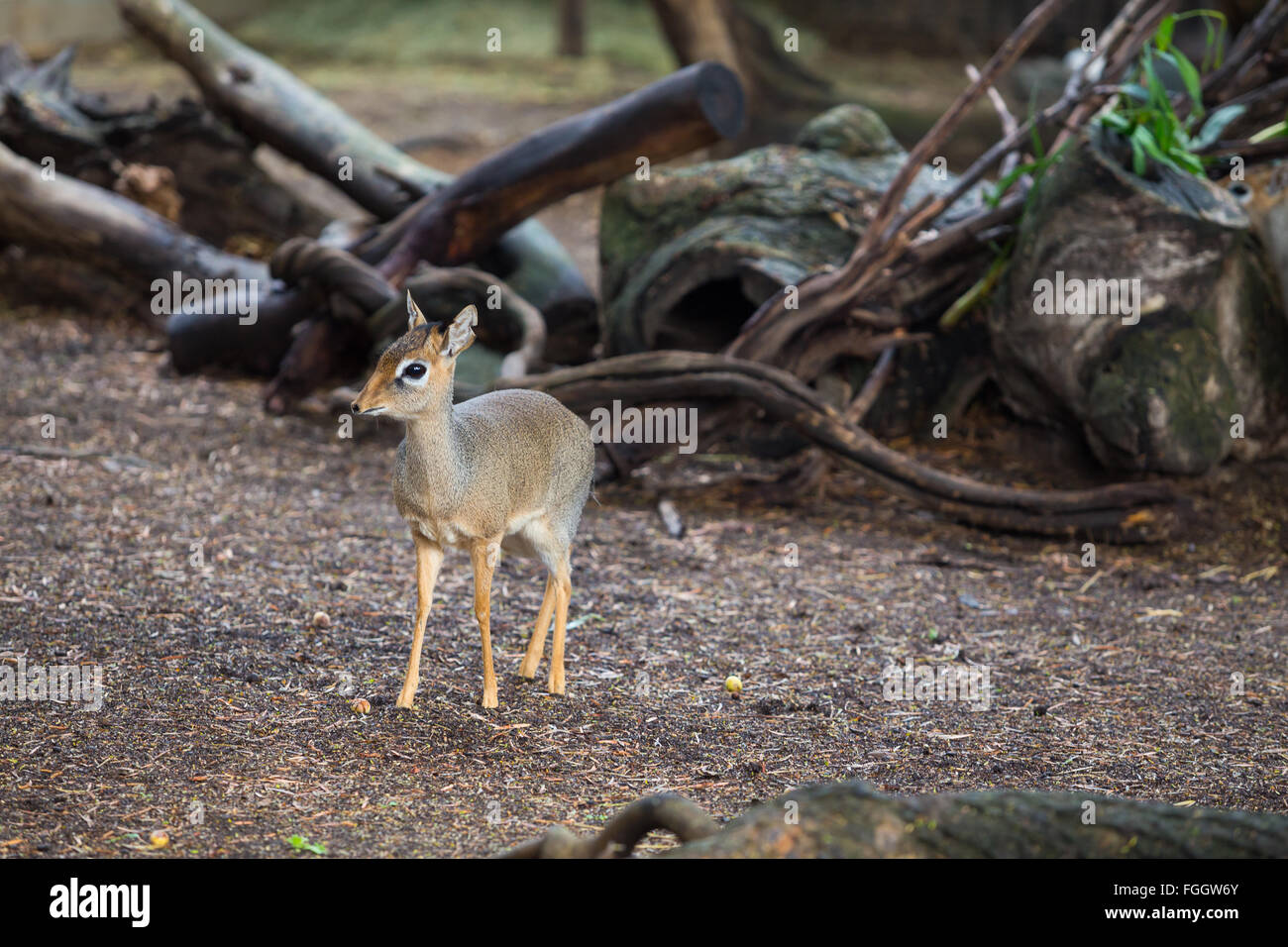 Mini zoo hi-res stock photography and images - Alamy