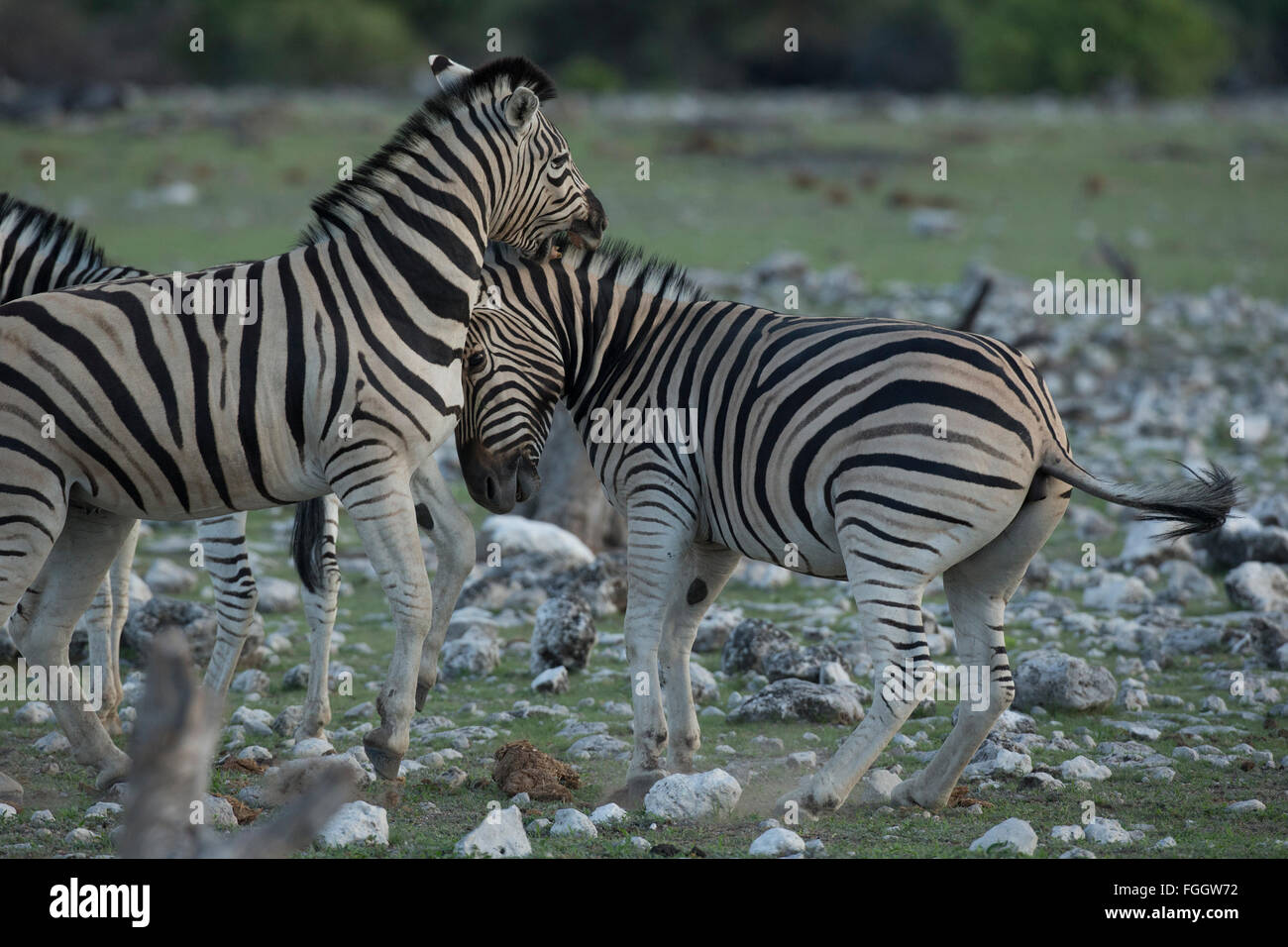 Zebra , two animals sparring Stock Photo